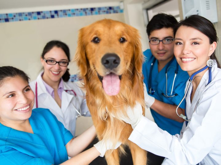 Registered veterinary professionals in Republic at all-time high