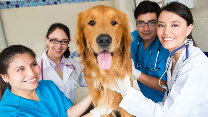 Registered veterinary professionals in Republic at all-time high
