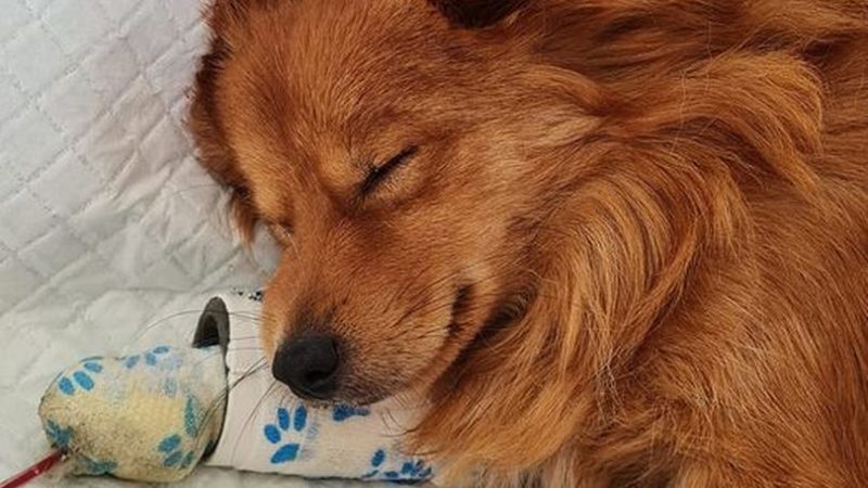 Dog lovers warned after pup’s Parvovirus death