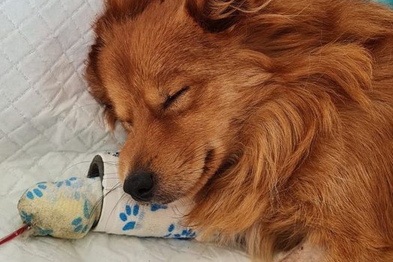 Dog lovers warned after pup’s Parvovirus death