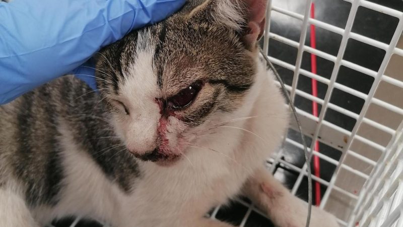Plea after NI vet cuts traumatised cat from snare