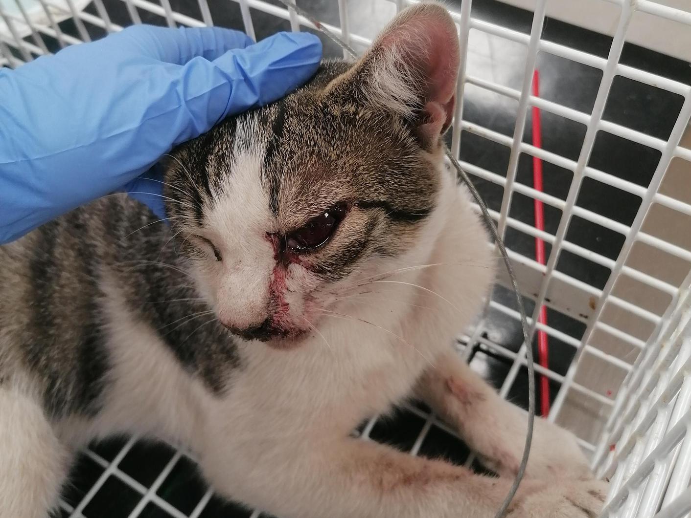 Plea after NI vet cuts traumatised cat from snare - Northern Ireland  Veterinary Today