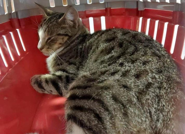 Practice joins funding drive to pay for OAP’s injured cat’s treatment