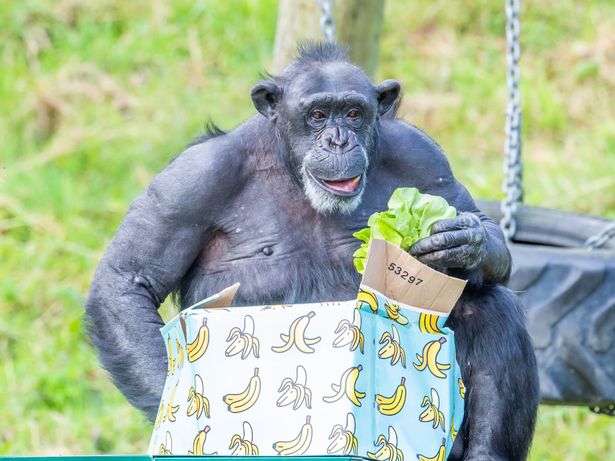 Belfast Zoo chimp who amazed vets turns 50