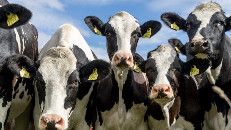 Farmers’ union hits out at lack of progress on BVD