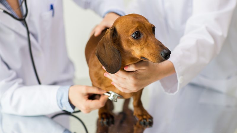Public warned over exotic disease risk from imported dogs