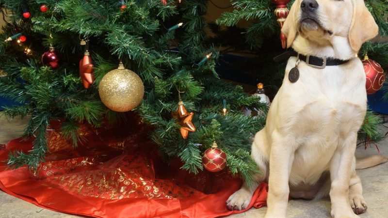 MSD gives early Christmas gift to Irish Guide Dogs