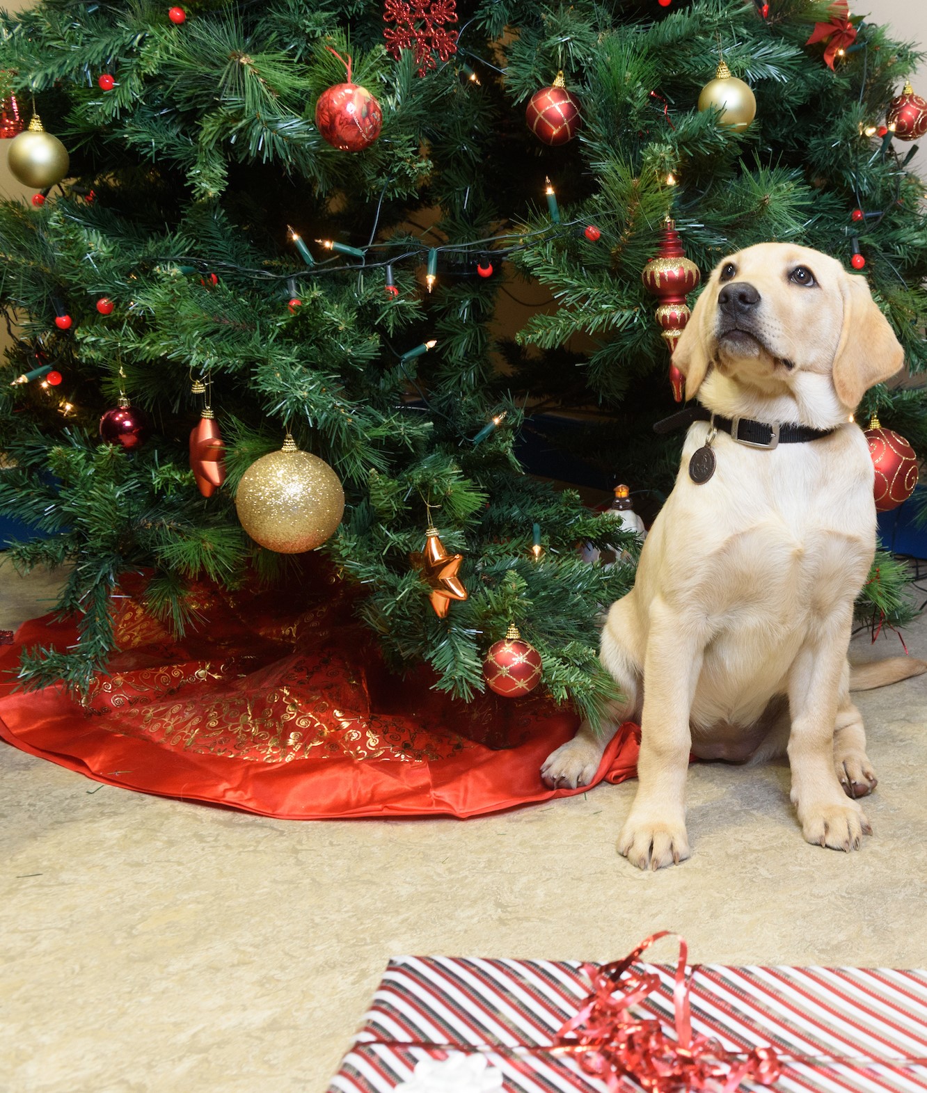MSD gives early Christmas gift to Irish Guide Dogs