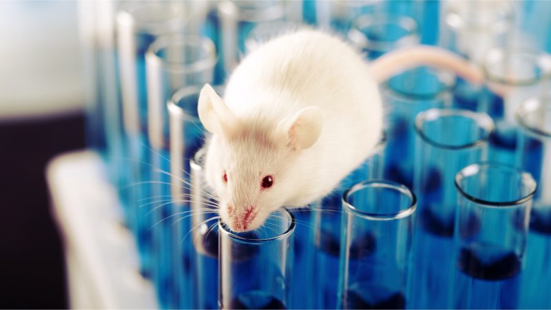 Sharp rise in use of animals in NI research