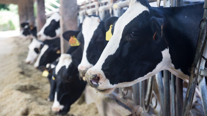 NI dairy farmers to learn more on cutting antibiotic use
