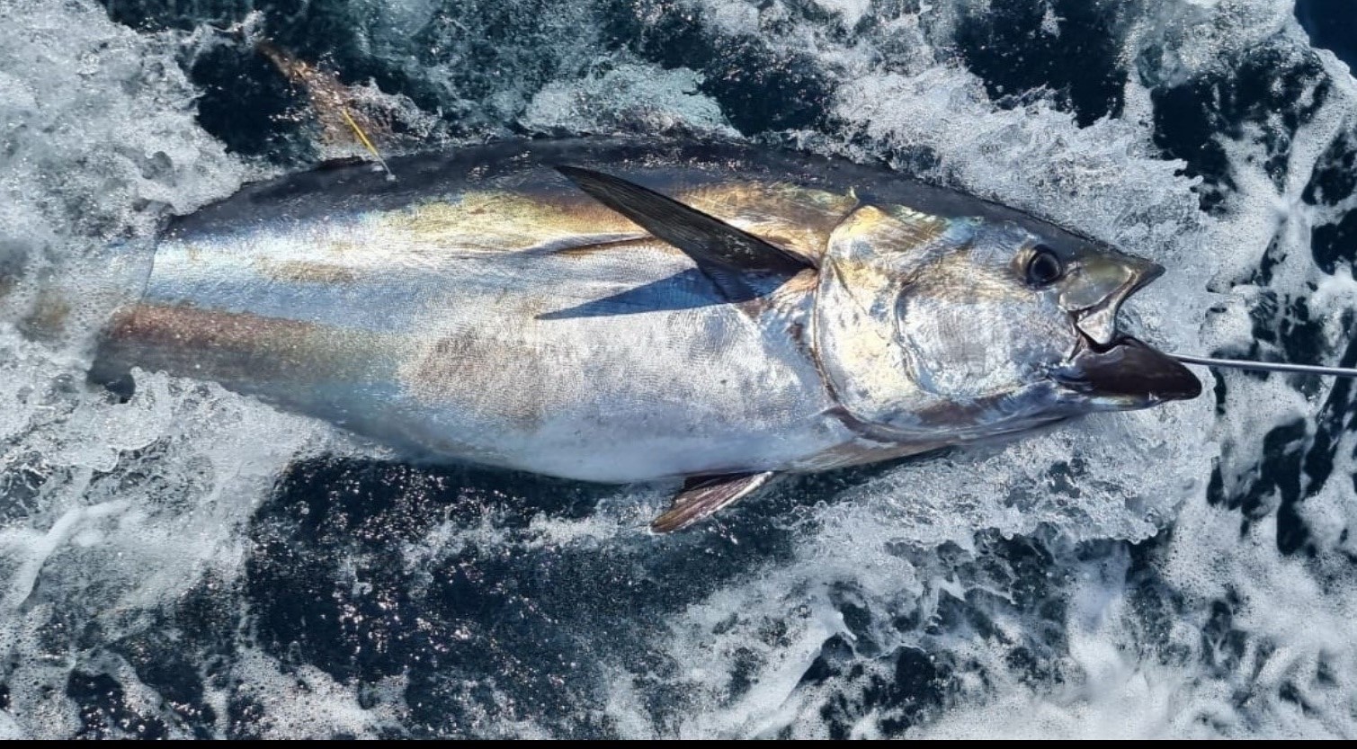 Bluefin tuna caught and tagged in NI research first