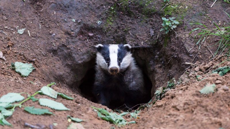 Call for GB vets to help NI with wildlife crime unit