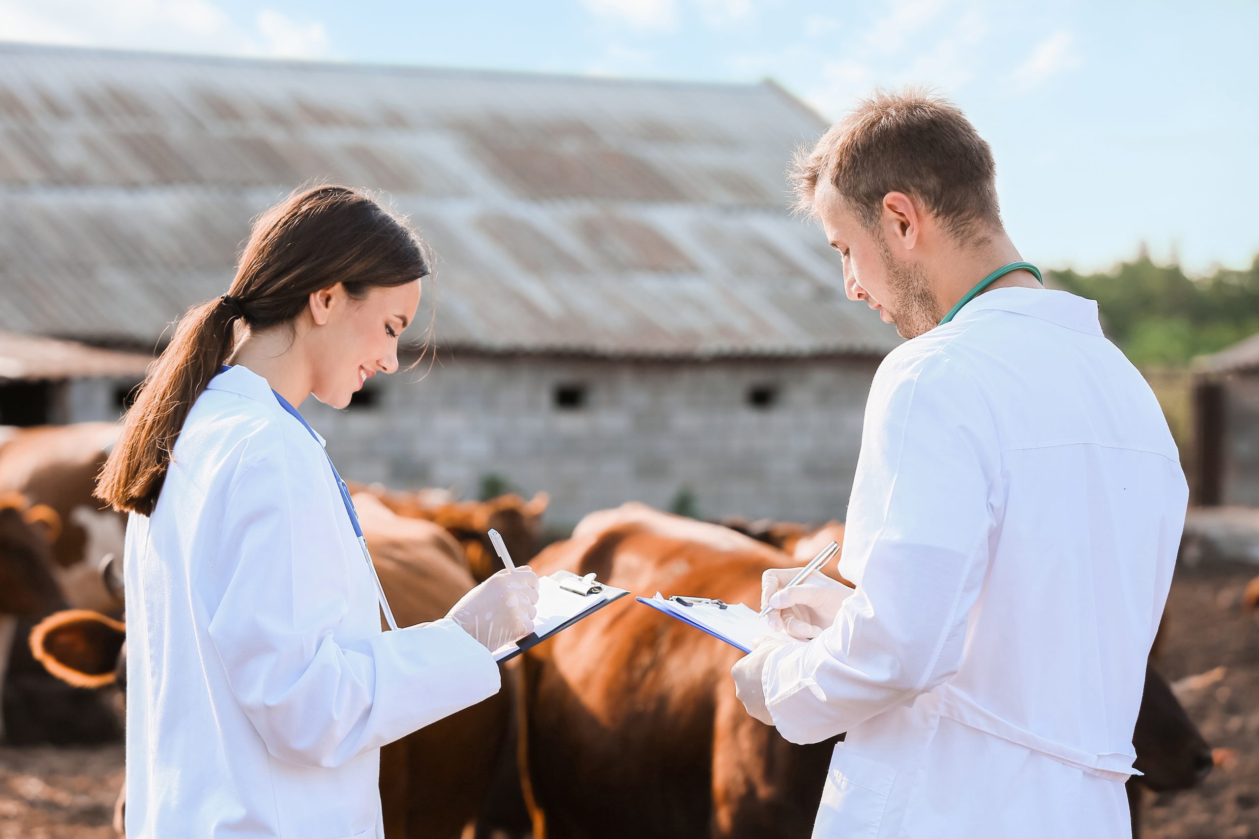 Three new vet schools in package to transform Republic’s veterinary supply
