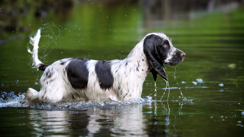Warning over lake water dangers after deaths of NI dogs
