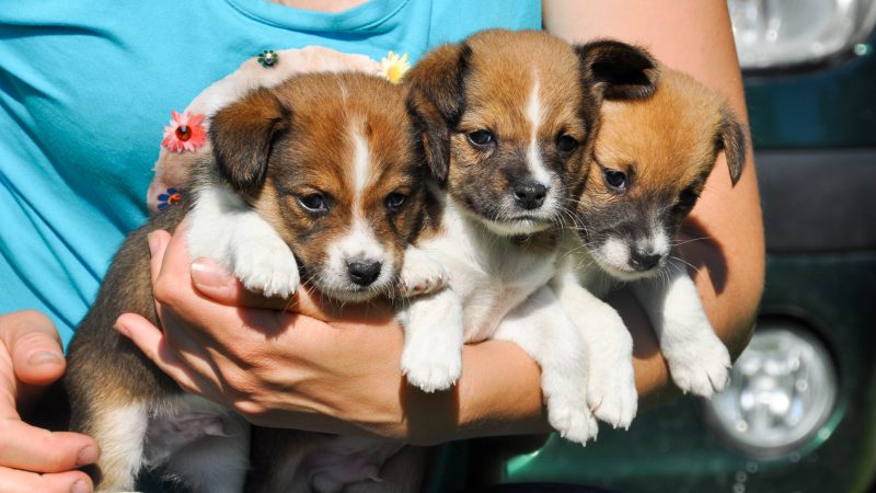 Concerns mount over rise in illegal puppy sales