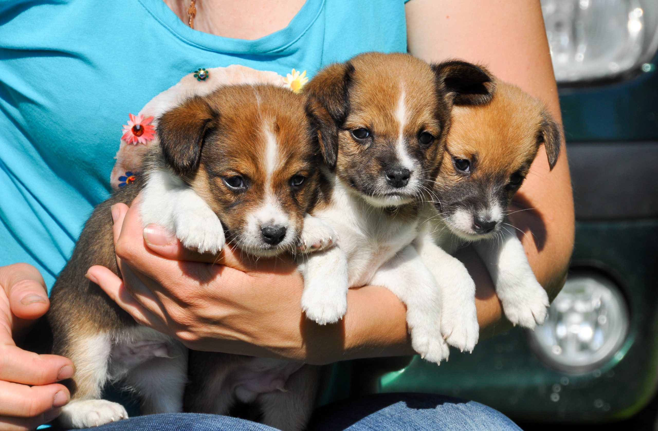 Concerns mount over rise in illegal puppy sales