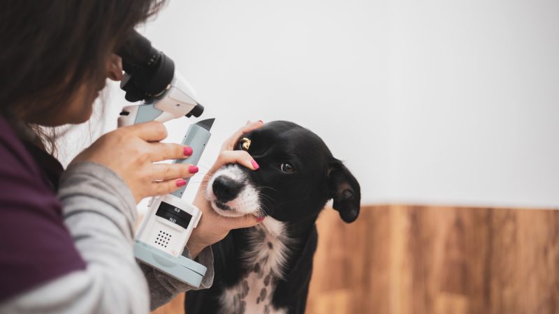 Pet Eye Health Awareness Week returns