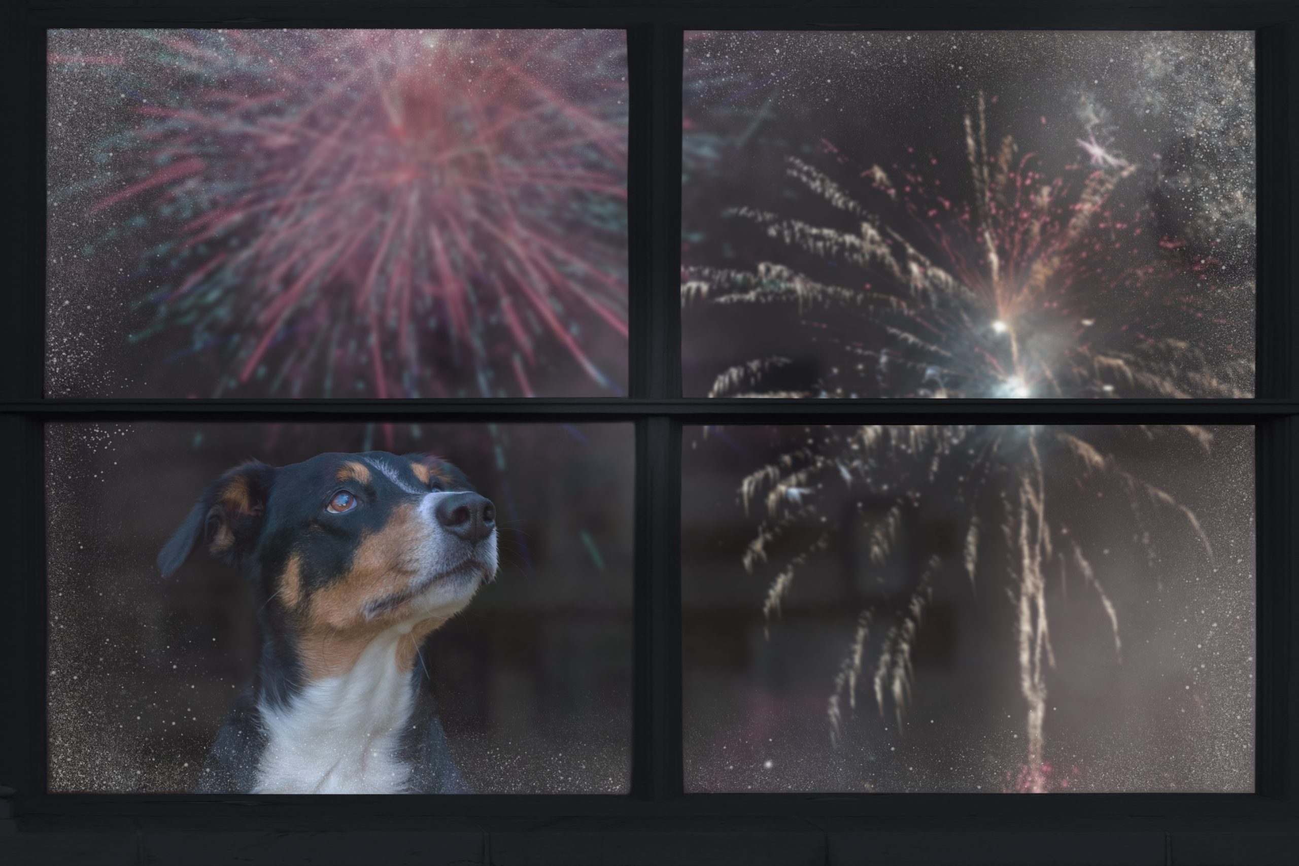 Ceva launches fireworks marketing support pack