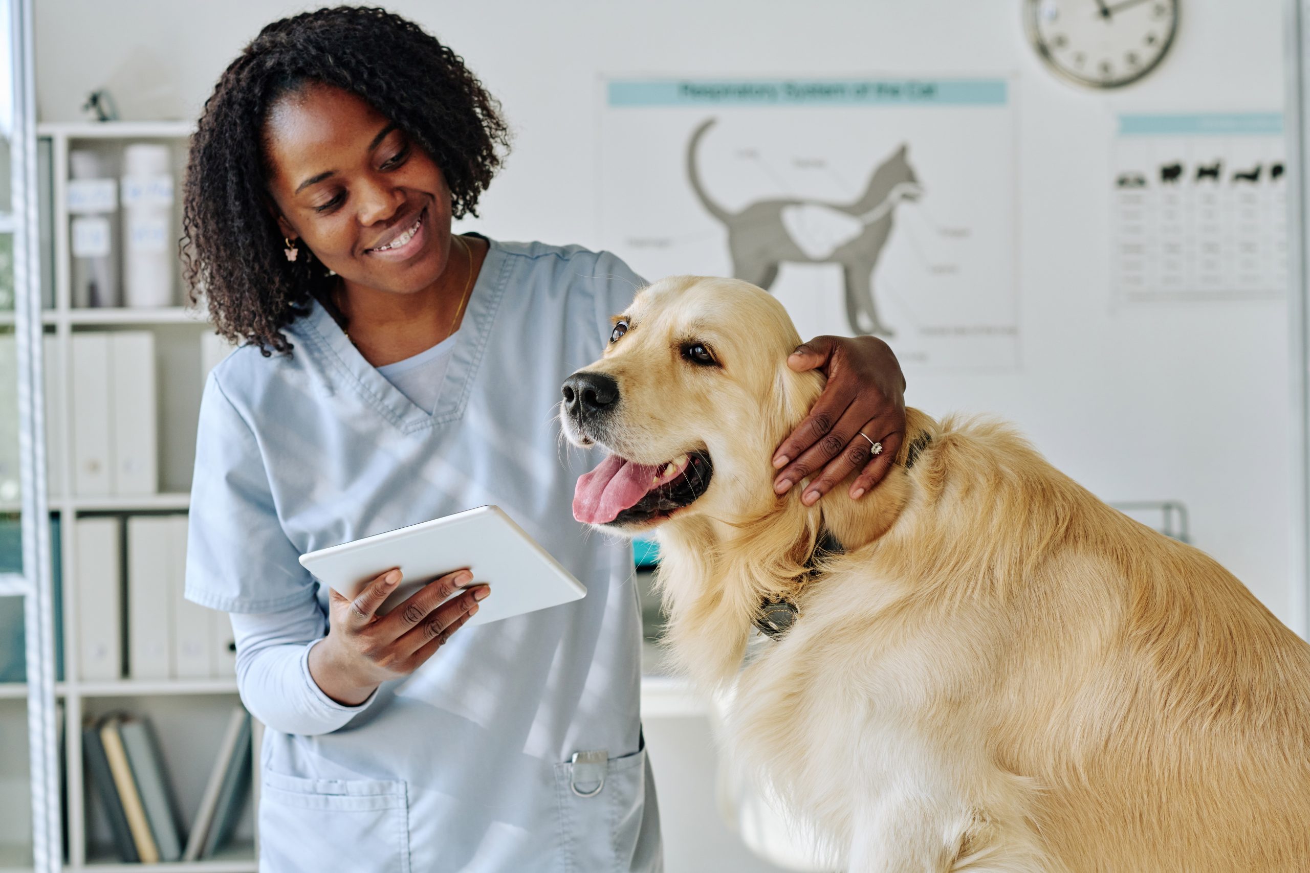 RCVS Academy helping veterinary nurses return to practice