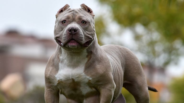 Charity gives XL bully advice to owners in Northern Ireland
