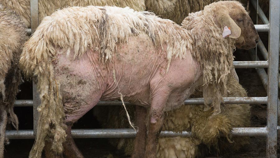 Farmers show keen interest in a NI Sheep Scab control efforts