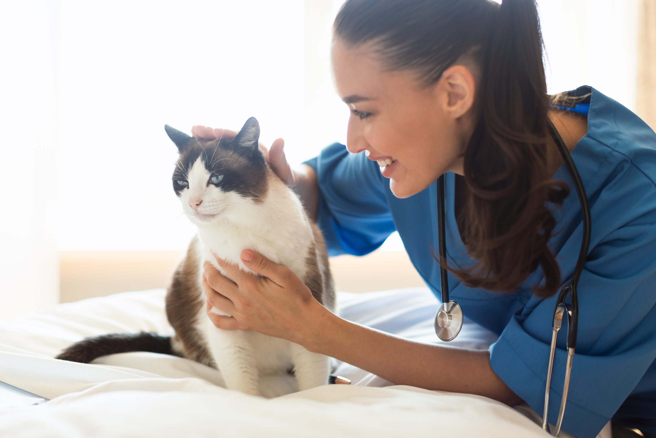 Vet nurse pens new guide on senior pet care