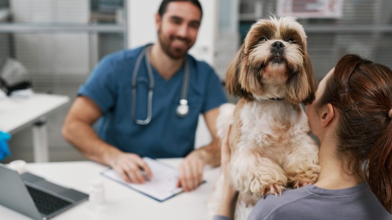 Quarter of pet owners worried about ‘over-treatment’