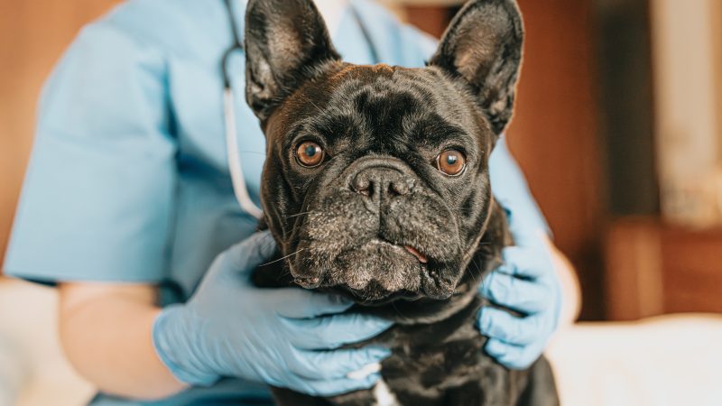 Vets welcome sharp decline in demand for flat-faced dogs