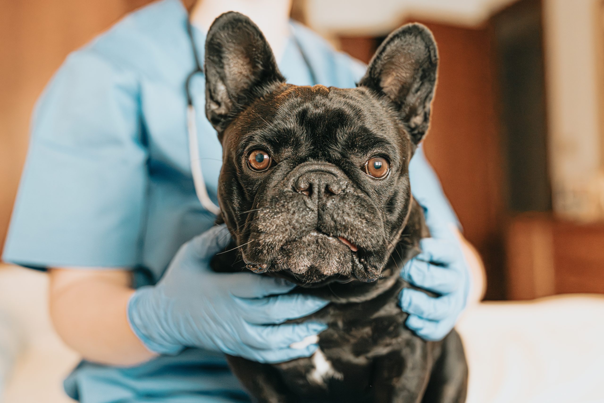 Vets welcome sharp decline in demand for flat-faced dogs
