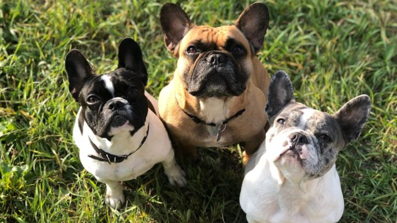 Vets’ moral conflict over flat-faced dogs revealed