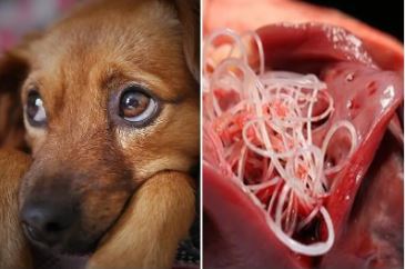 New information on heartworm in dogs for small animal vets