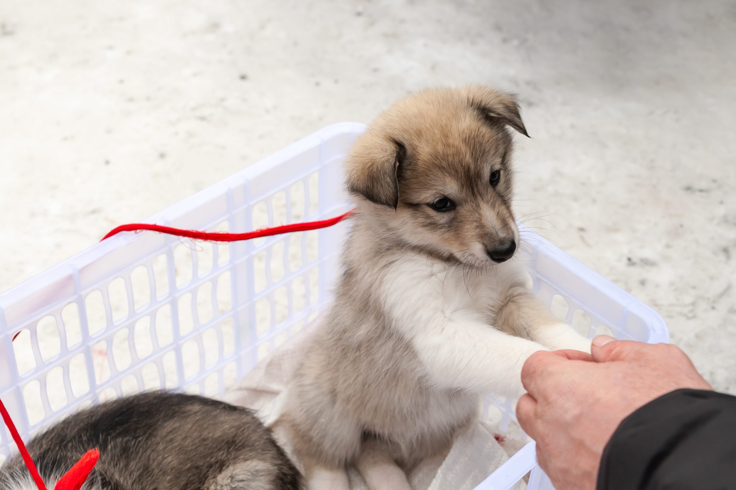 BVA warns puppy purchasers to ask key questions