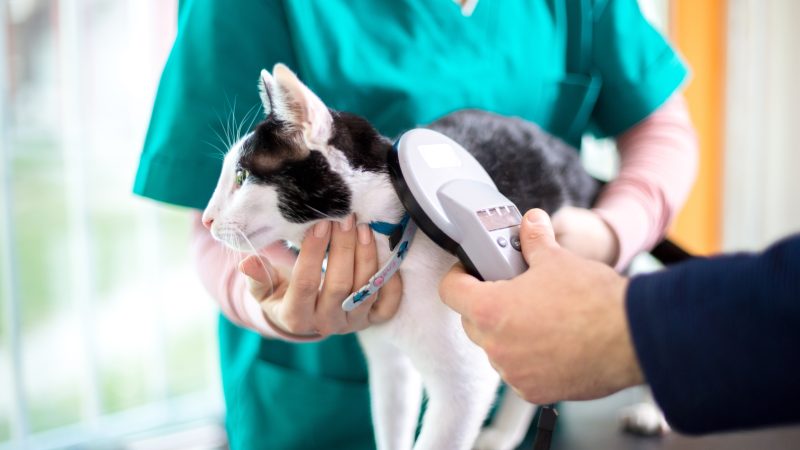 Call to make chipping of cats compulsory in NI