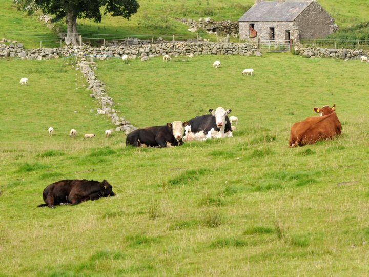 Malignant Catarrhal Fever PCR test now available from AFBI