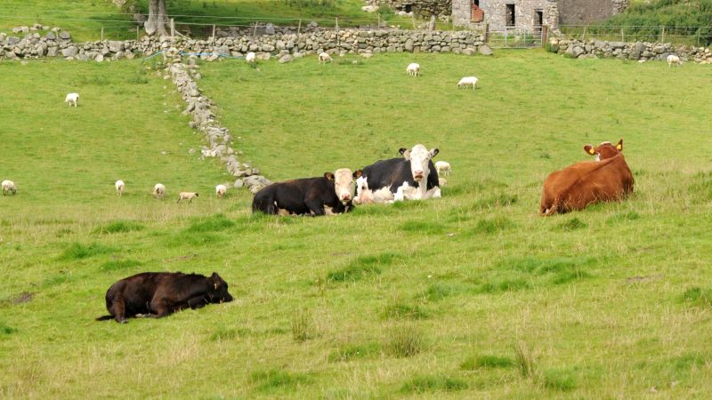 Malignant Catarrhal Fever PCR test now available from AFBI