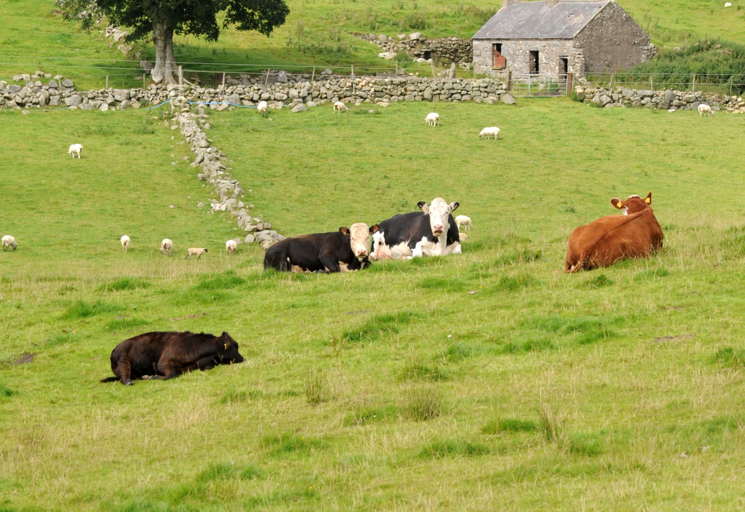 Malignant Catarrhal Fever PCR test now available from AFBI