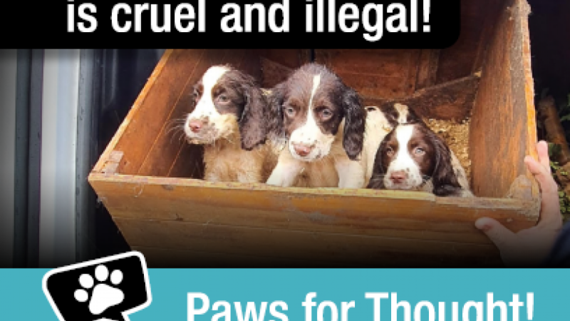 Campaign to help combat illegal breeding and smuggling of puppies