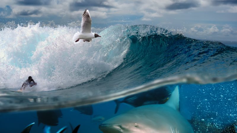 Views sought on proposals aimed at protecting sharks and seabirds