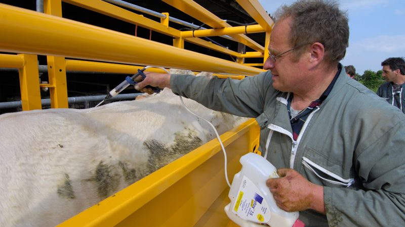 NOAH Urges Government Action on UK’s Resilience to Animal Disease