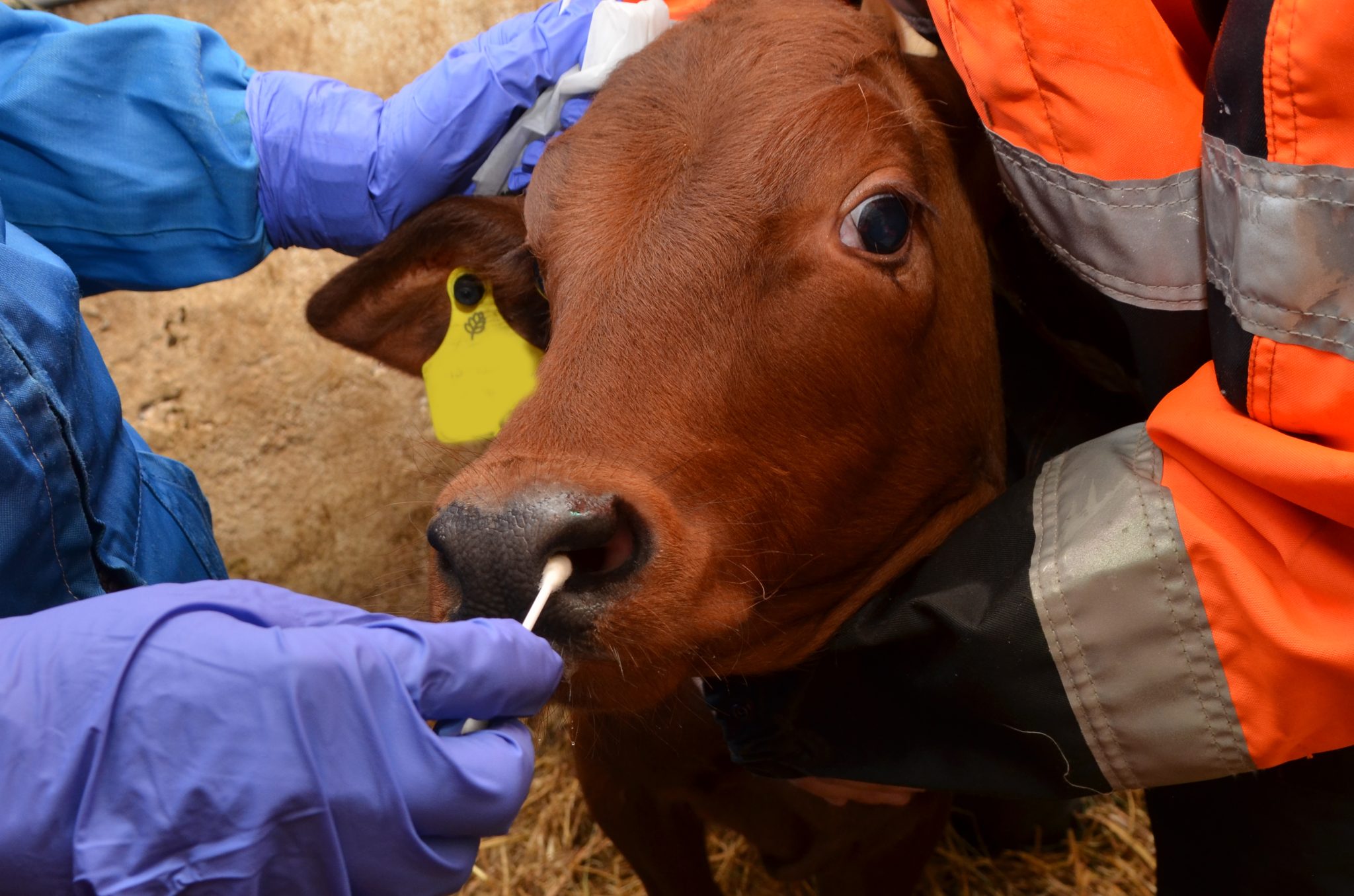 Concern over impact of Mycoplasma bovis outbreaks – AHWNI