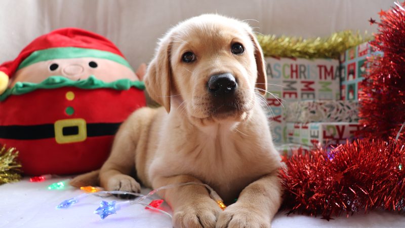 Give the gift of preventative health this Christmas!