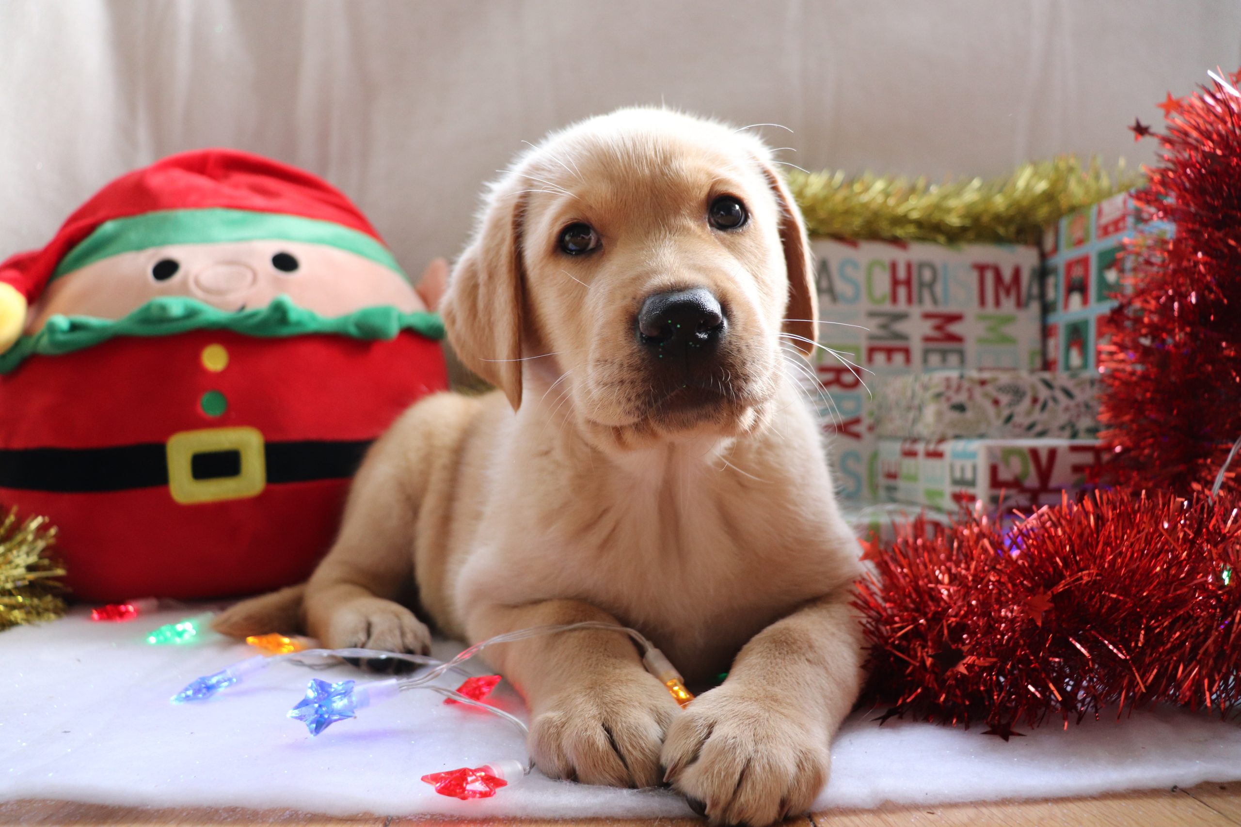 Give the gift of preventative health this Christmas!