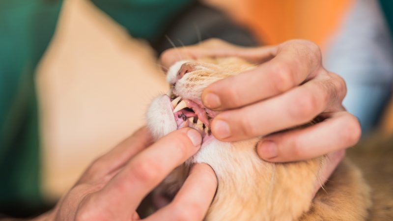 NI veterinary associations leading the way as part of a ground-breaking partnership