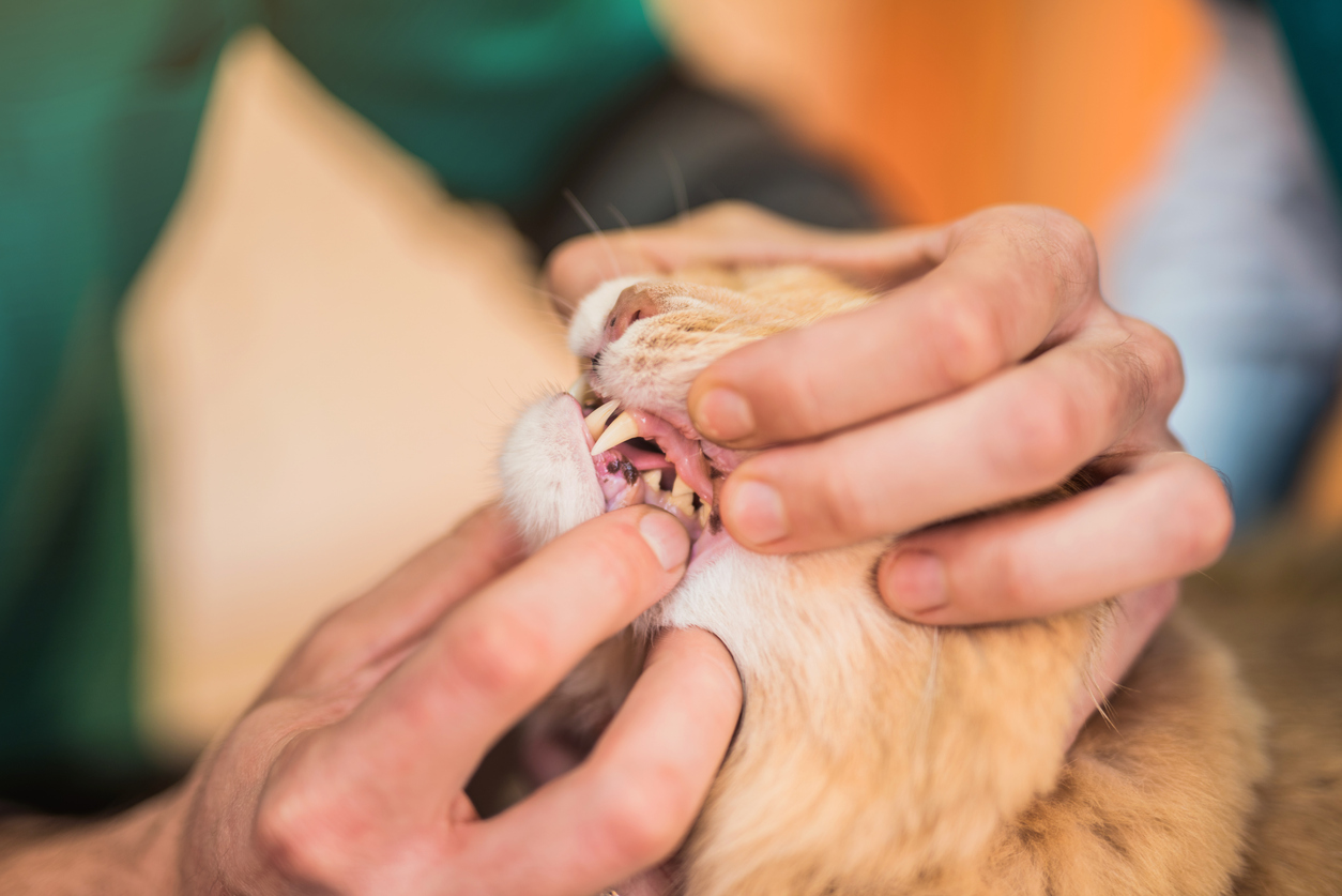 Largest ever study on veterinary workplace injuries