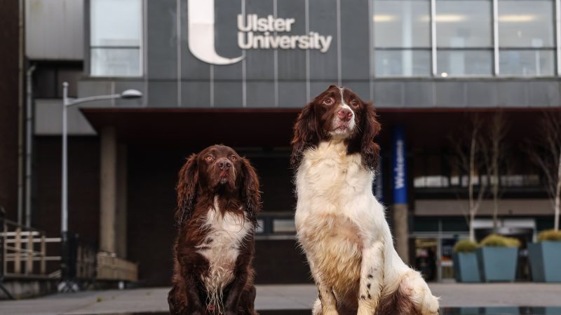 Northern Ireland to begin training veterinary nurses at degree level