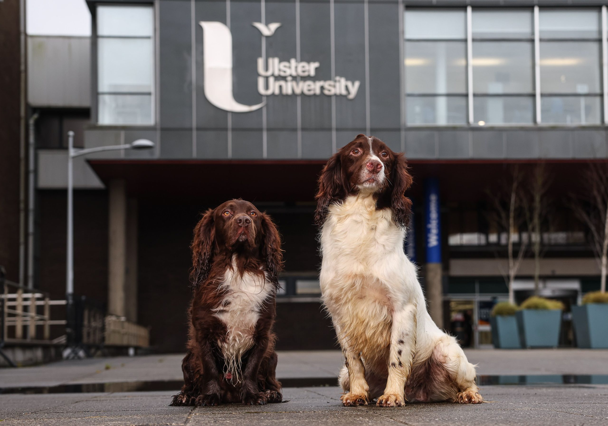 Northern Ireland to begin training veterinary nurses at degree level