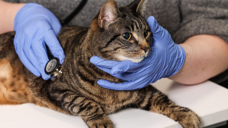 Unite responds to CMA’s proposals for the veterinary sector