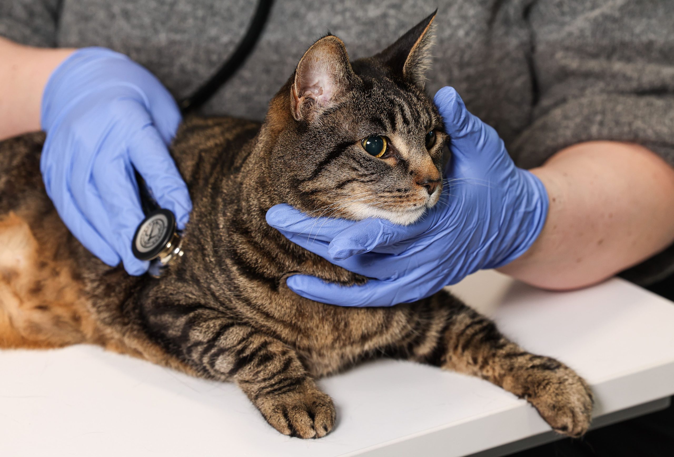 Unite responds to CMA’s proposals for the veterinary sector