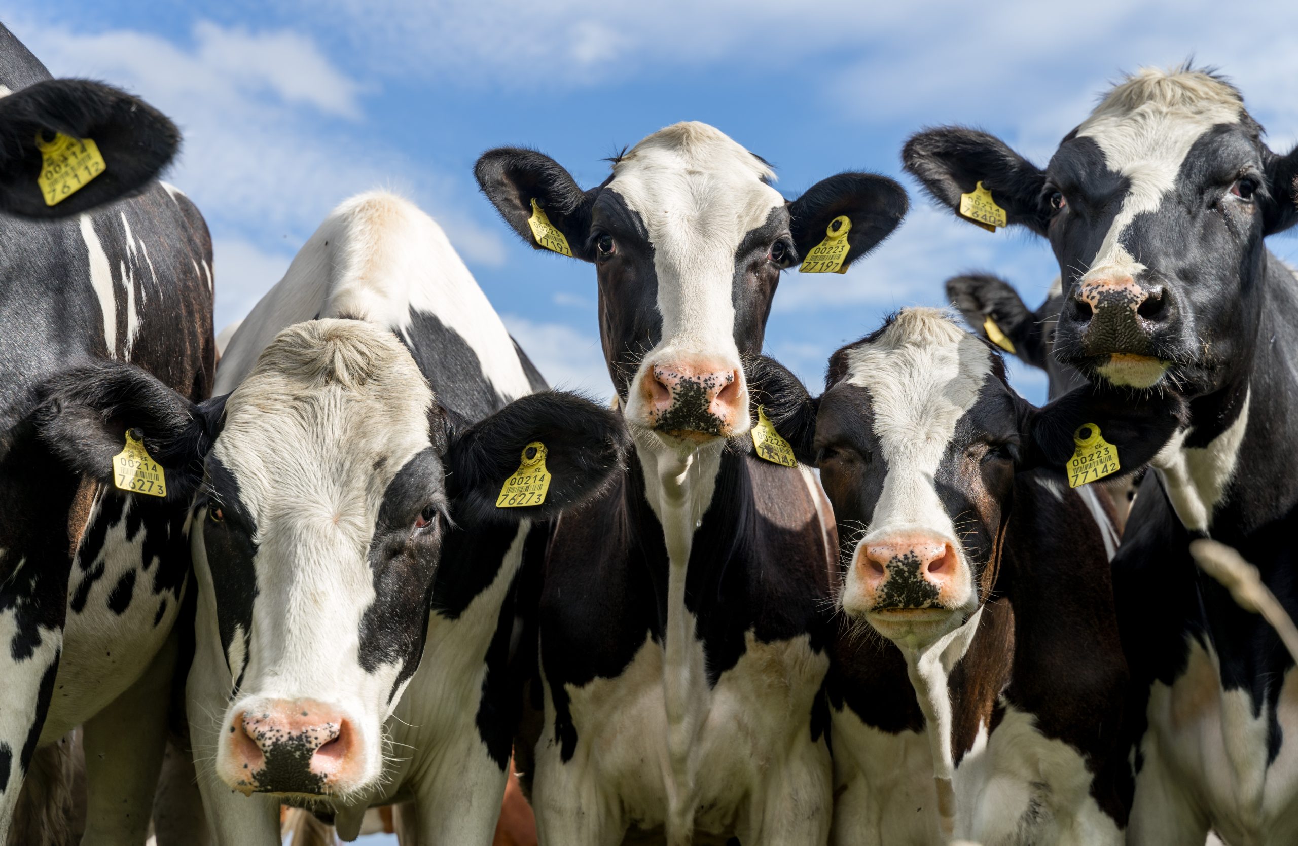 What do BVD Herd Restrictions mean for vets?