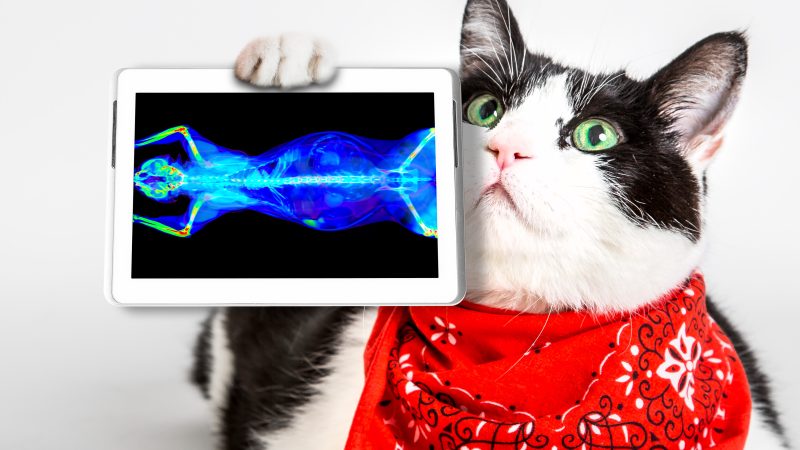 AVSPNI Spring Conference – All You Need to Know – Oncology and More…